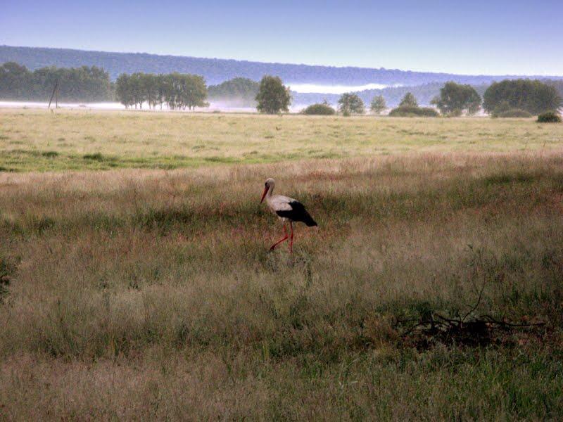 Шелудьківка з panoramio.com - Sheludkivka