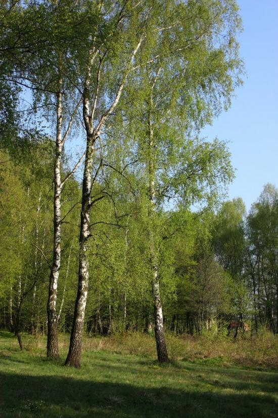 Суховоля з panoramio.com - Sukhovolya