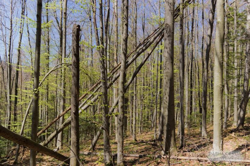 Букове з panoramio.com - Букове