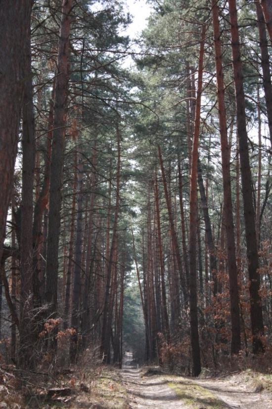 Хоцьки з panoramio.com - Хоцки