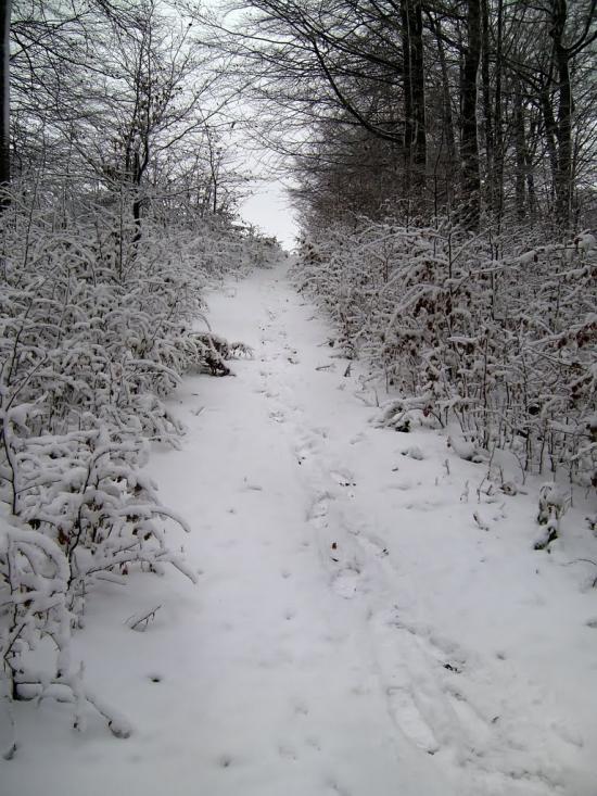 Красна з panoramio.com - Krasna