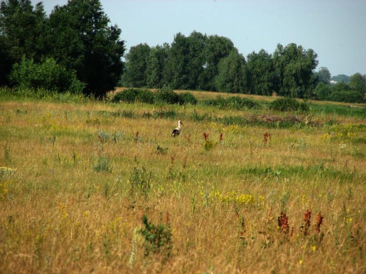 Улянівка з panoramio.com - Улянівка