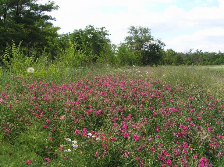 Веселянка з panoramio.com - Веселянка