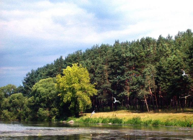 Скоморохи з panoramio.com - Скоморохи