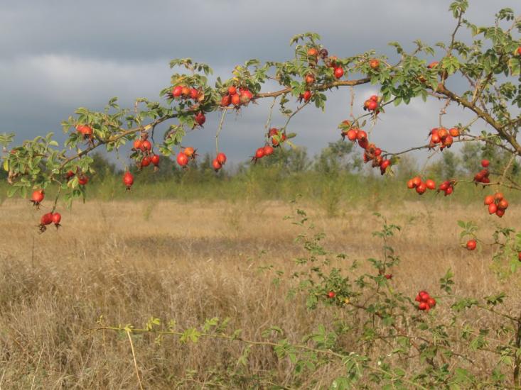Єгорівка з panoramio.com - Егоровка