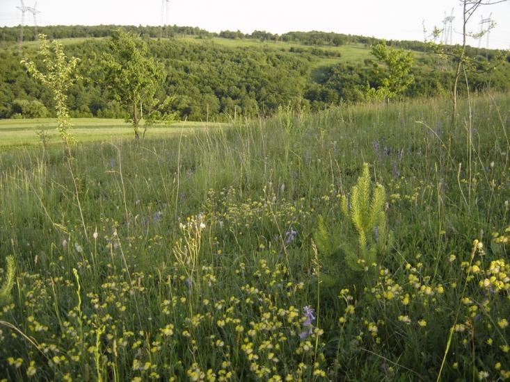 Гуральня з panoramio.com - Гуральня