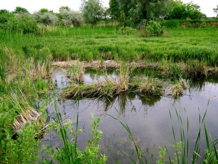 Коротич з panoramio.com - Коротыч