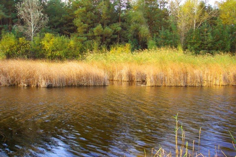 Кривуші з panoramio.com - Кривуші