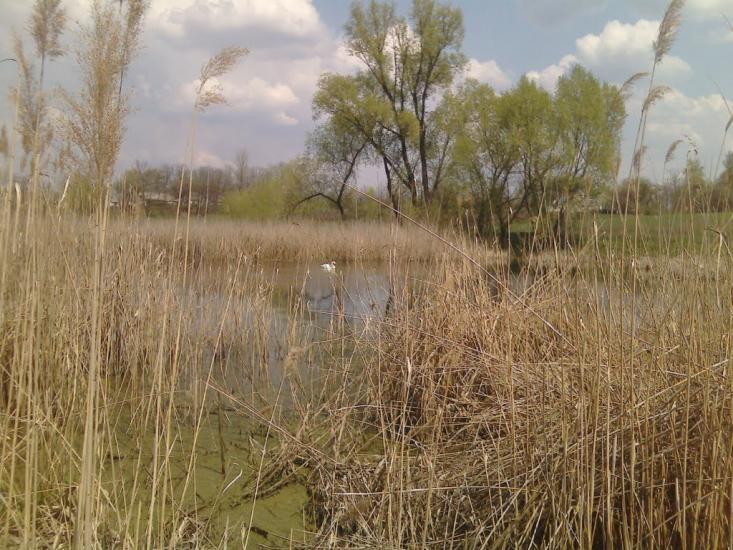 Степанівка з panoramio.com - Степановка