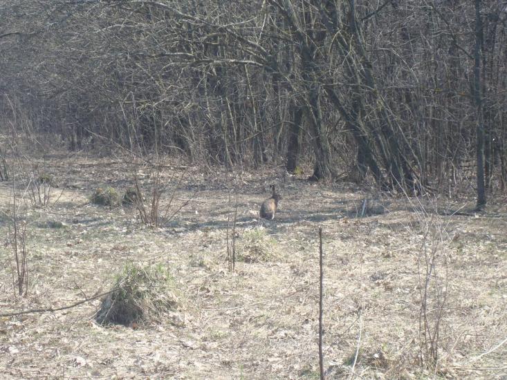 Чапаєвка з panoramio.com - Малые Коростовцы