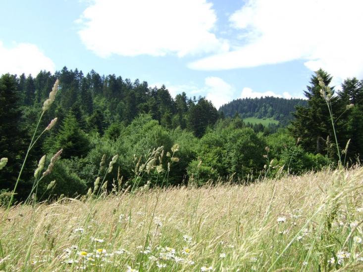 Бусовисько з panoramio.com - Бусовисько