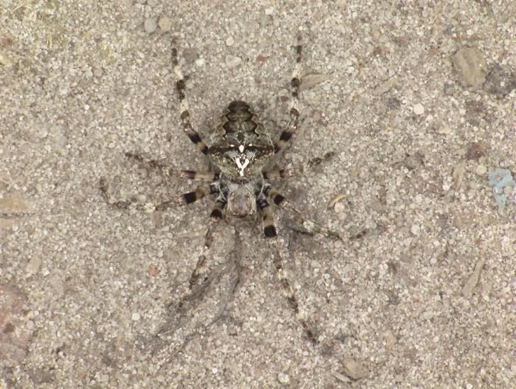 Озерне з panoramio.com - Озерное