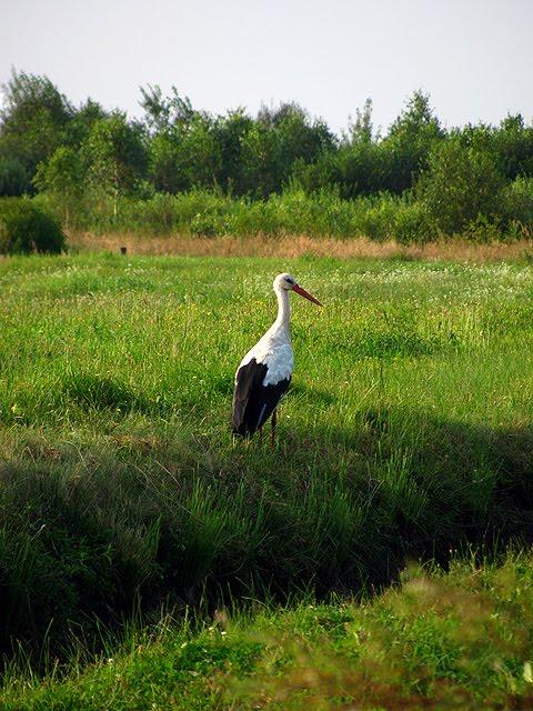 Яревище з panoramio.com - Яревище