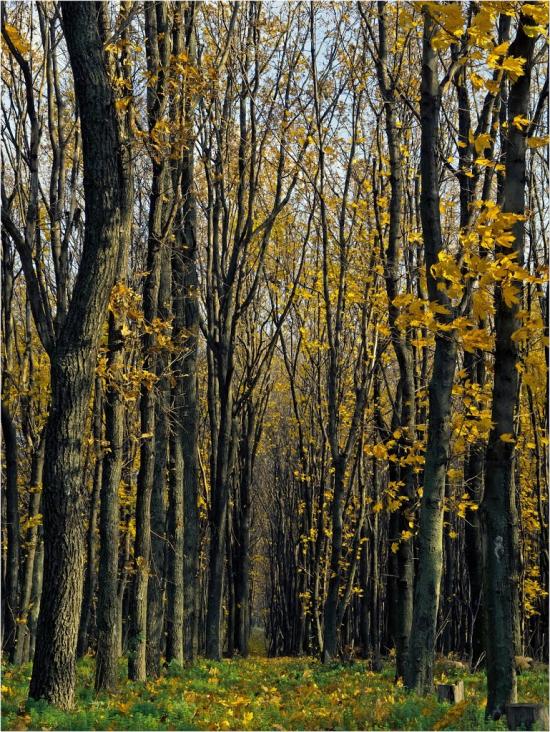 Новоіванівка з panoramio.com - Новоивановка