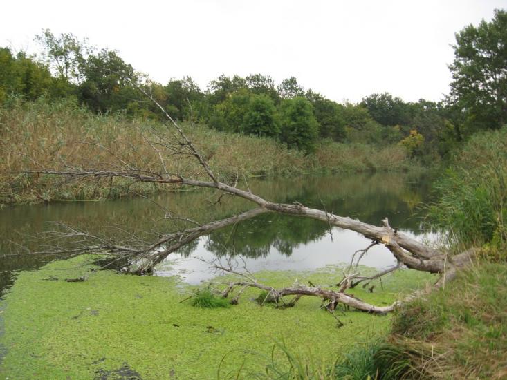 Щастя з panoramio.com - Счастье