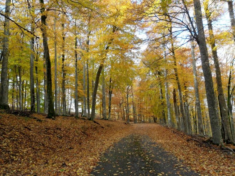 Підгородне з panoramio.com - Подгороднее