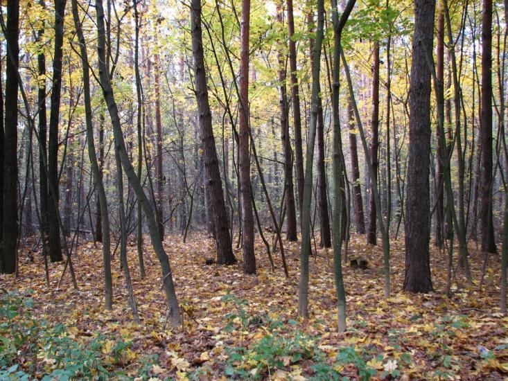 Стоянка з panoramio.com - Стоянка