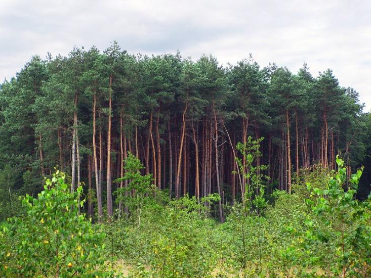 Любохини з panoramio.com - Любохини