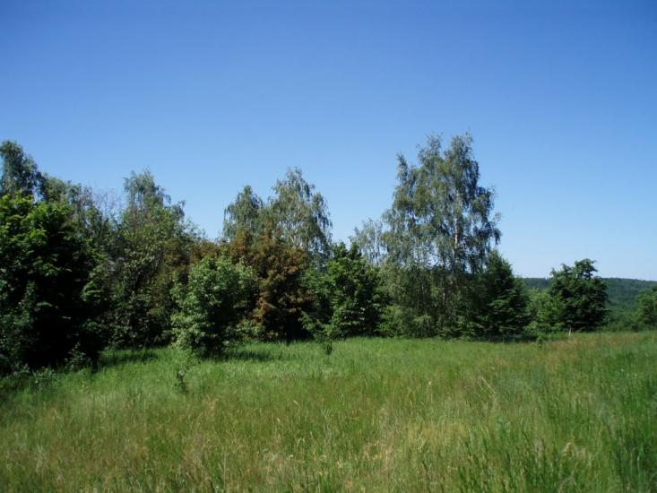 Пекарі з panoramio.com - Пекарі