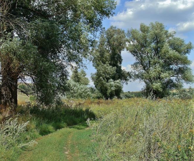 Вільхівка з panoramio.com - Вольховка
