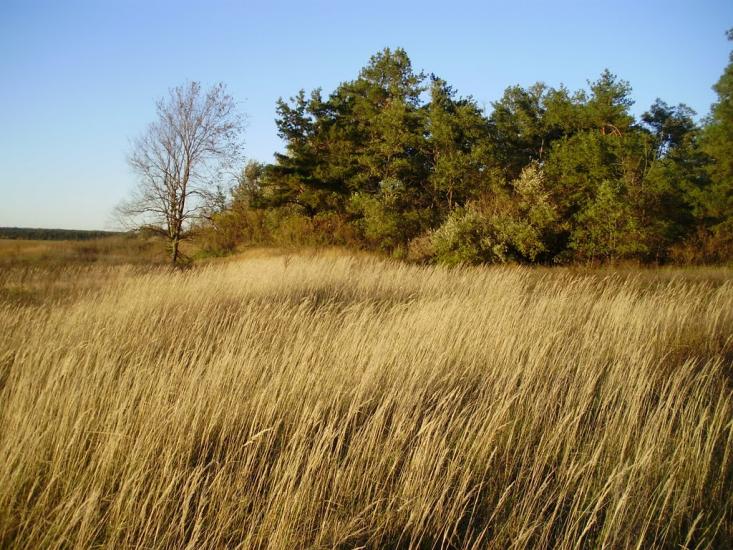 Котовка з panoramio.com - Котовка