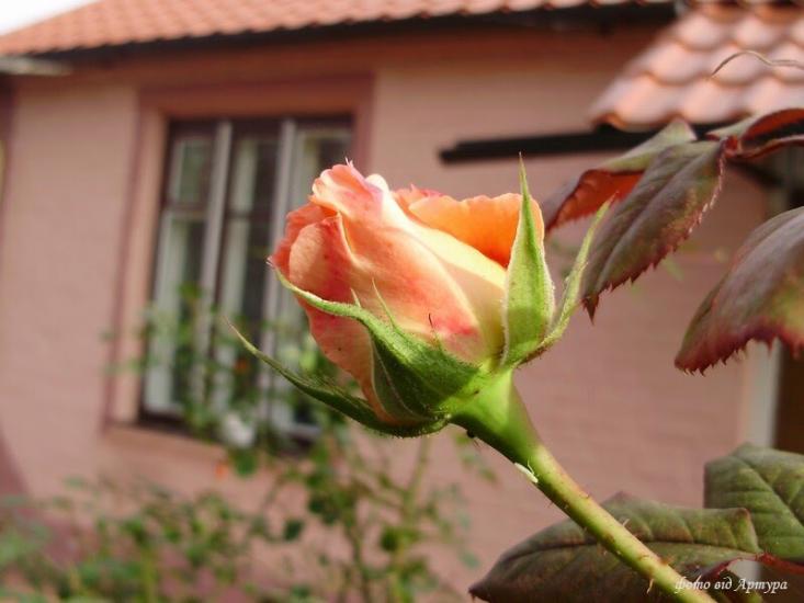 Острівок з panoramio.com - Острівок