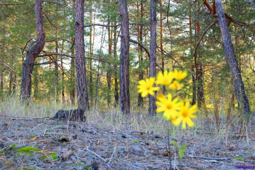 Валуйське з panoramio.com - Валуйское