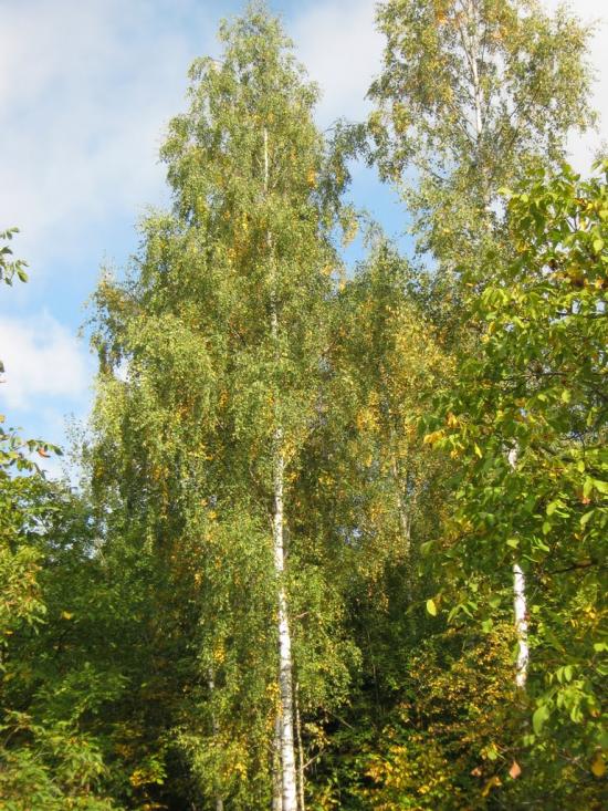 Дебеславці з panoramio.com - Debeslavtsi