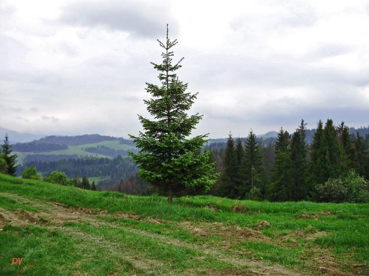 Пилипець з panoramio.com - Пилипец