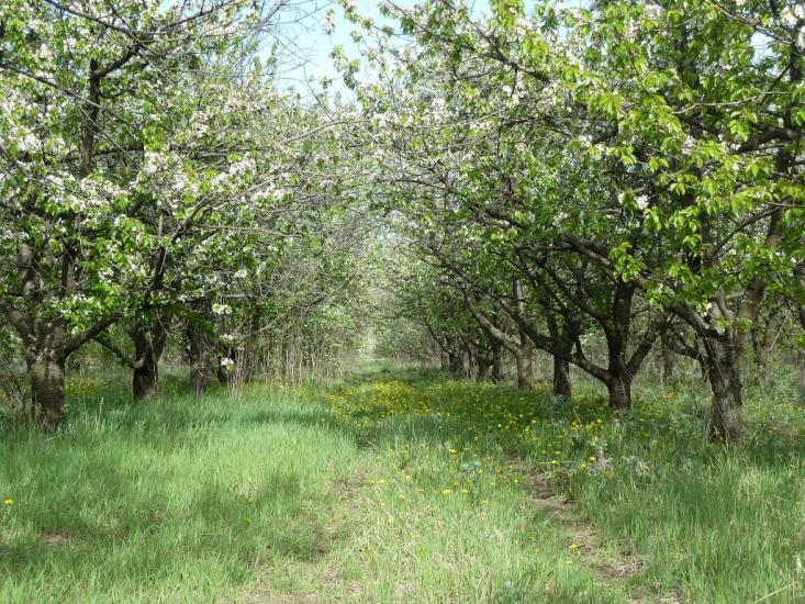 Володимирівка з panoramio.com - Volodymyrivka