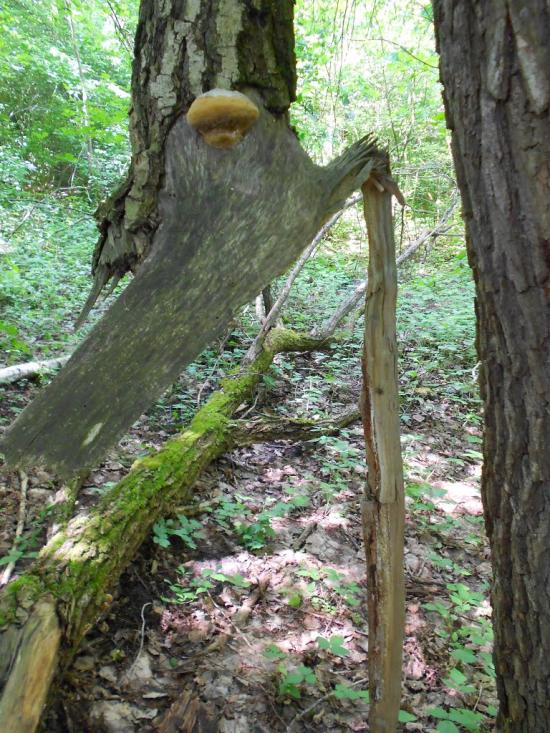 Козятин з panoramio.com - Kozyatyn