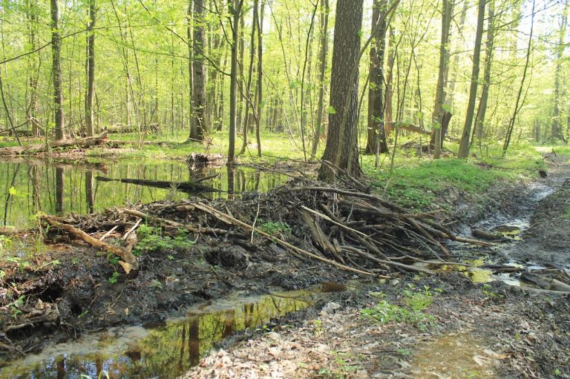 Мелені з panoramio.com - Meleni