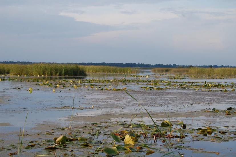 Щитинська Воля з panoramio.com - Щитинська Воля
