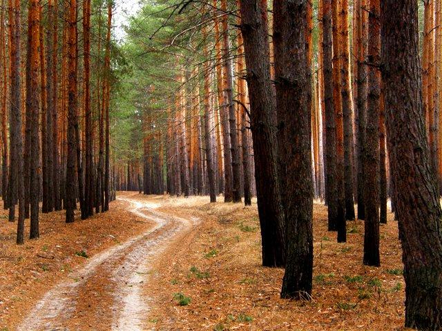 Ярова з panoramio.com - Ярова