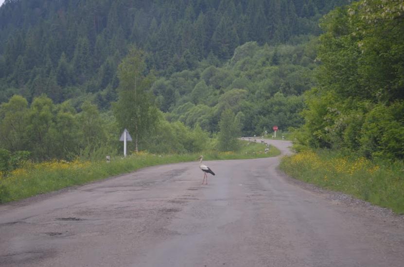 Явора з panoramio.com - Явора