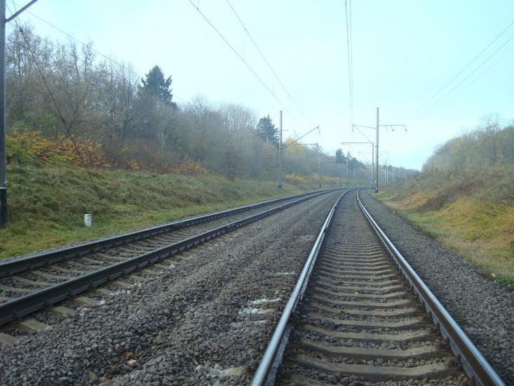 Рідкодуби з panoramio.com - Редкодубы