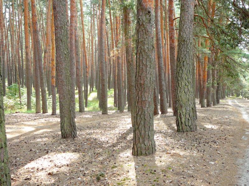 Кам'янка з panoramio.com - Каменка