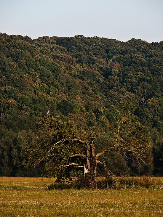 Журавно з panoramio.com - Журавно