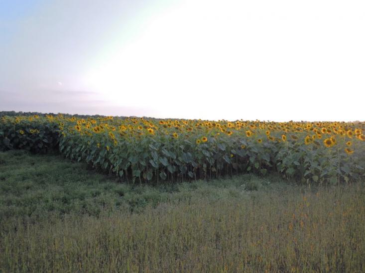 Могилівка з panoramio.com - Могилевка