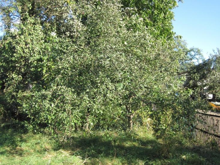Остер з panoramio.com - Остер
