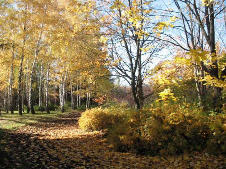 Світанок з panoramio.com - Світанок