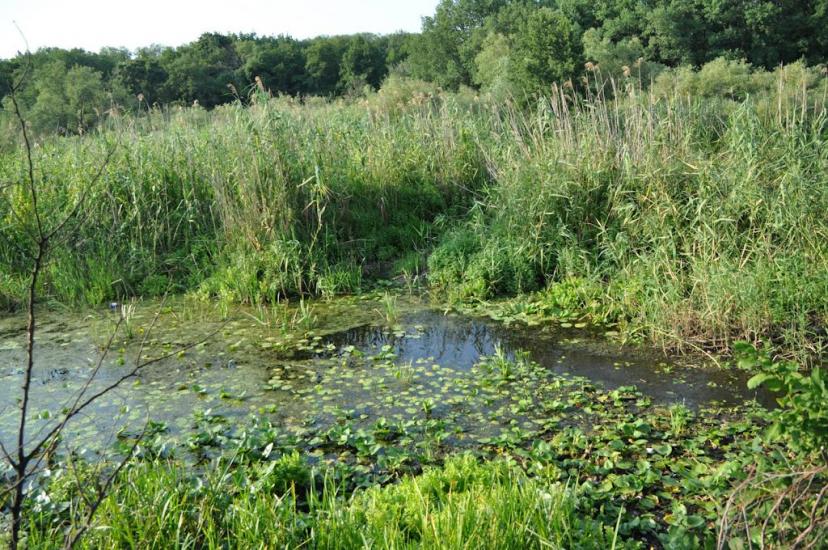 Верхоли з panoramio.com - Verkholy