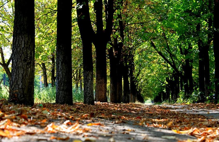 Новоукраїнка з panoramio.com - Новоукраинка