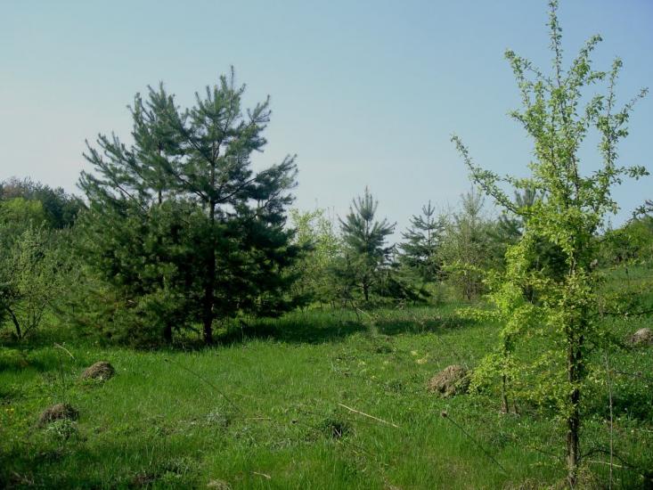 Любомирівка з panoramio.com - Любомировка