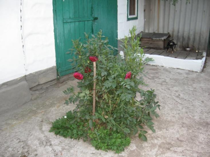 Городище з panoramio.com - Городище