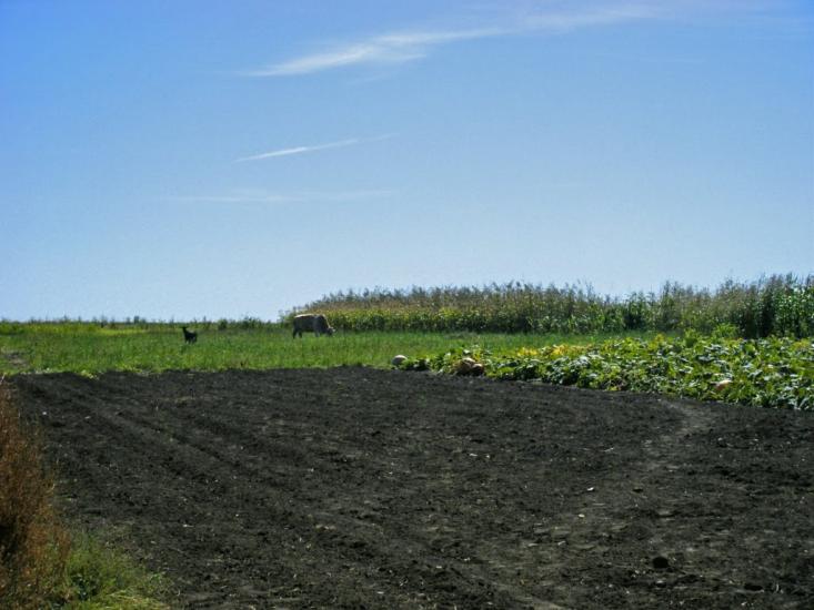 Краснопілка з panoramio.com - Краснополка