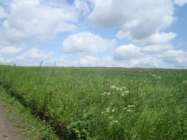 Давидківці з panoramio.com - Давыдковцы