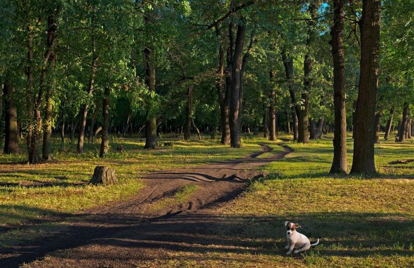 Рубіжне з panoramio.com - Рубежное