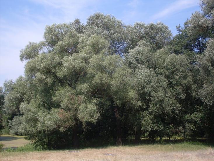 Могриця з panoramio.com - Mogrytsya