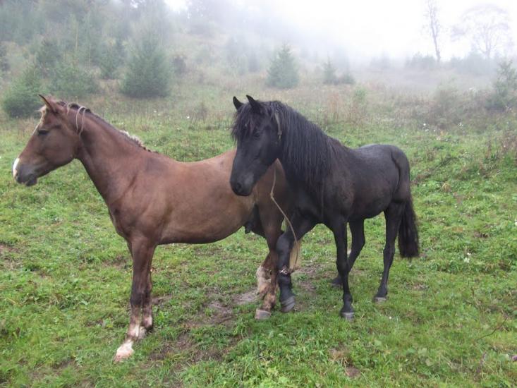 Черетів з panoramio.com - Черетів